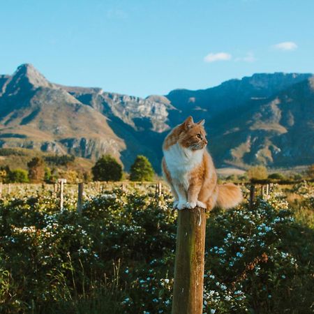 Wildebraam Berry Estate Villa Swellendam Dış mekan fotoğraf